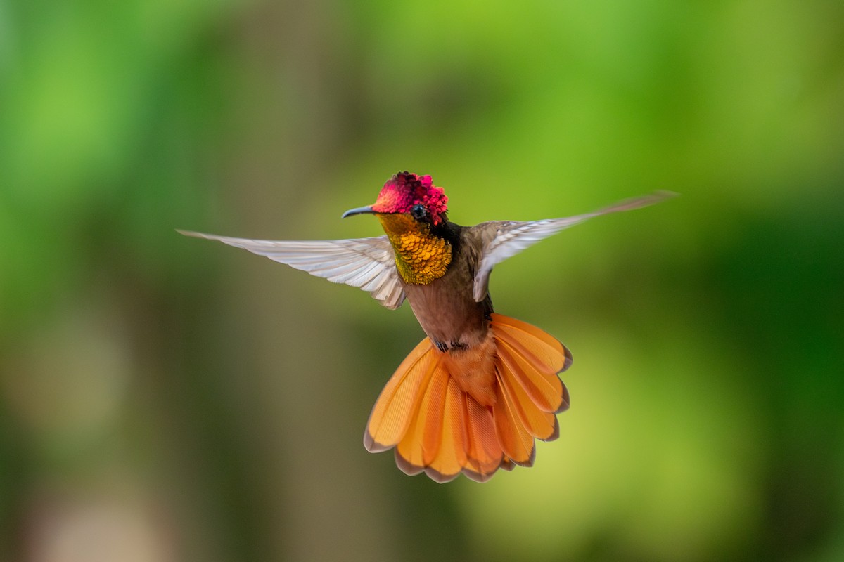 Ruby-topaz Hummingbird - ML647025379