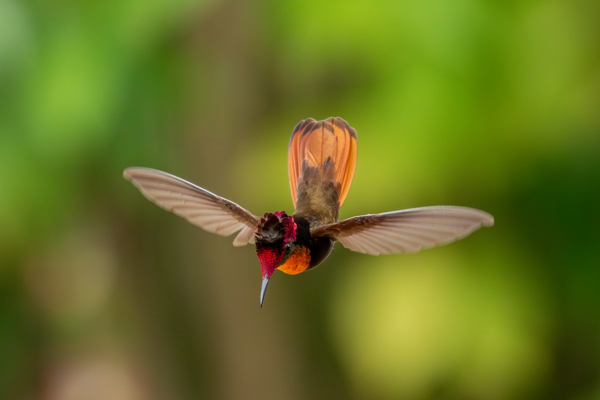Ruby-topaz Hummingbird - ML647025380