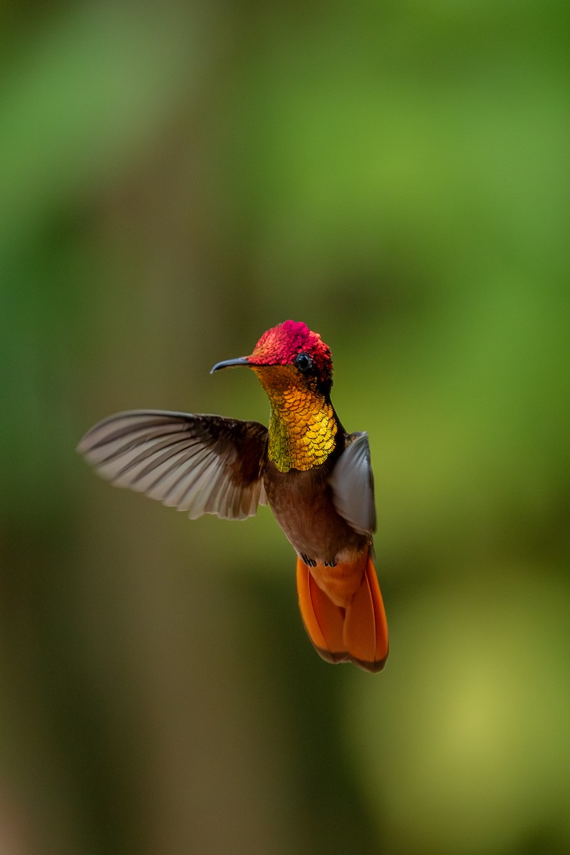 Ruby-topaz Hummingbird - ML647025381
