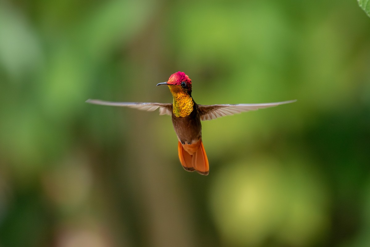 Ruby-topaz Hummingbird - ML647025382