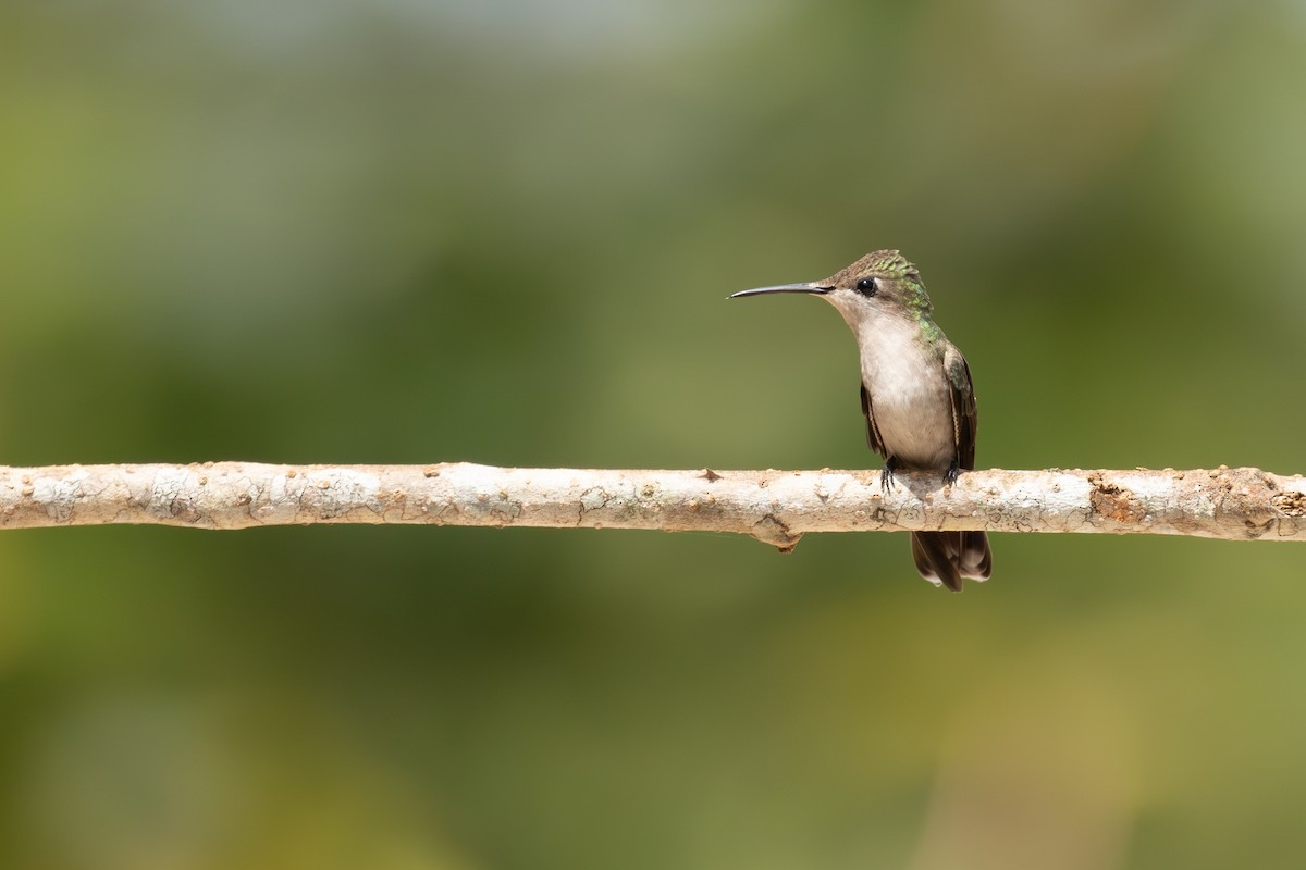 Ruby-topaz Hummingbird - ML647025383