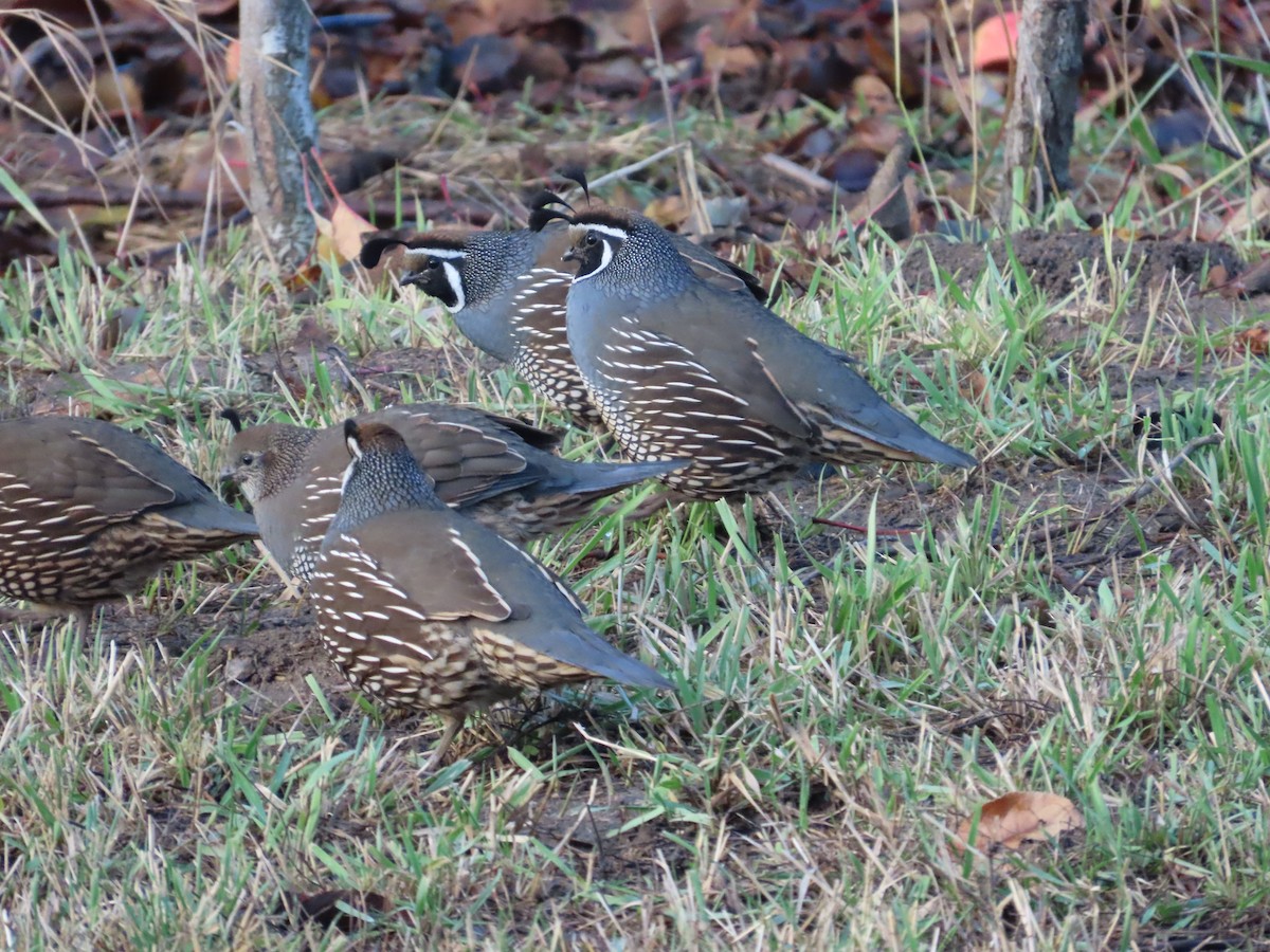 California Quail - ML647025385