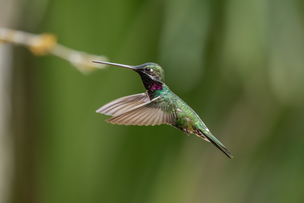 Stripe-breasted Starthroat - ML647025387