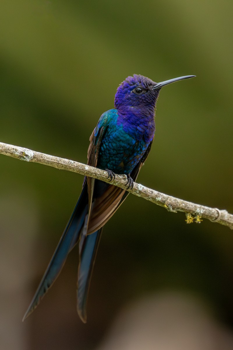 Swallow-tailed Hummingbird - ML647025388