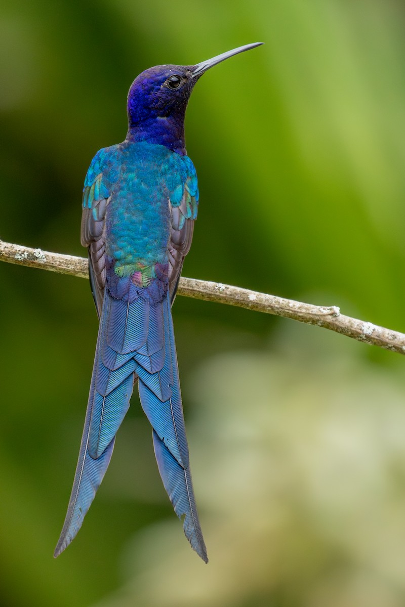 Swallow-tailed Hummingbird - ML647025389