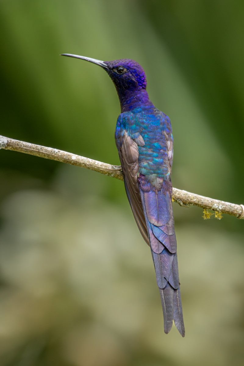 Swallow-tailed Hummingbird - ML647025390