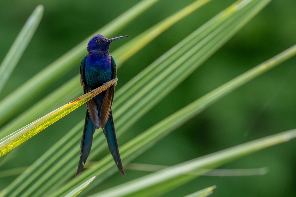 Swallow-tailed Hummingbird - ML647025391