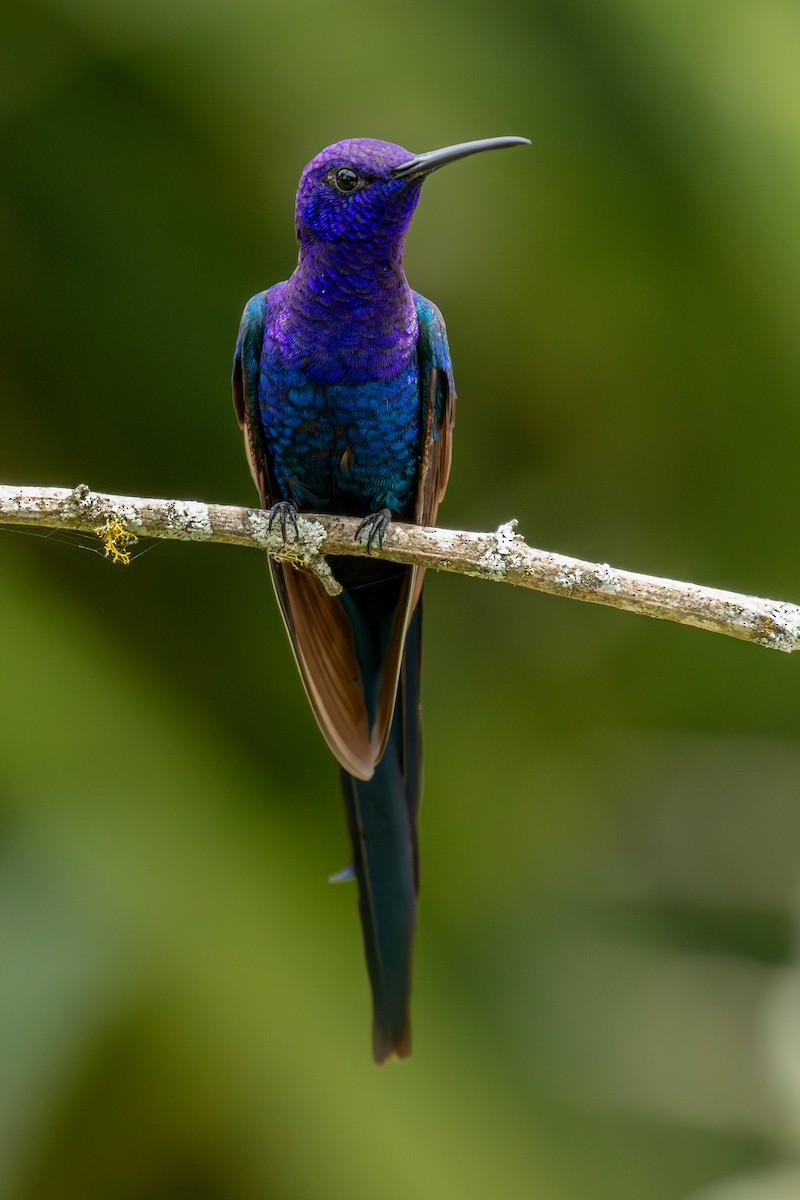 Swallow-tailed Hummingbird - ML647025392