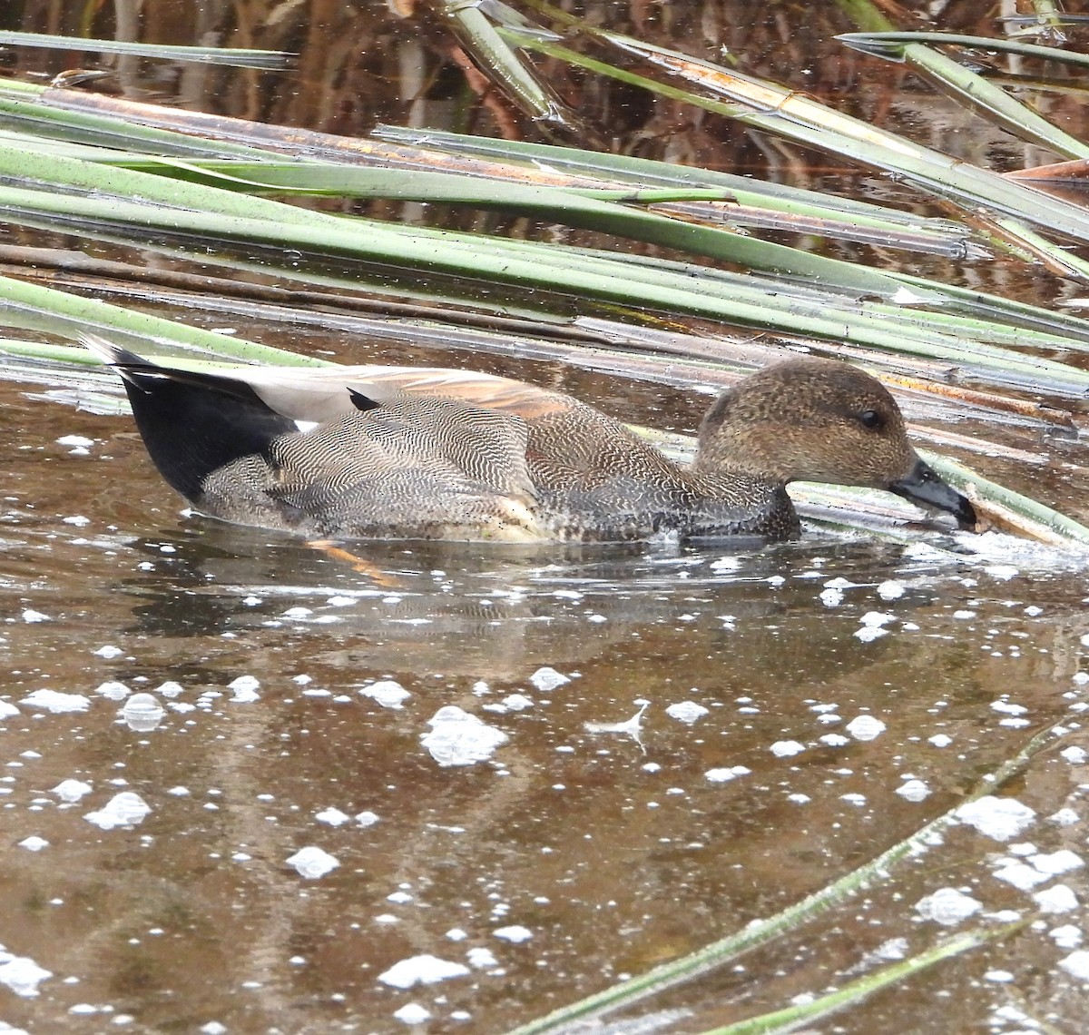 Gadwall - ML647025393