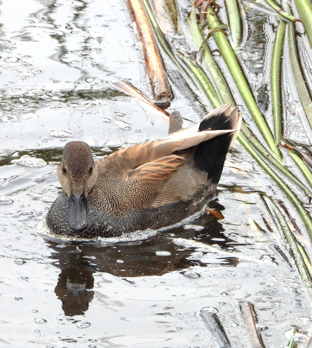 Gadwall - ML647025394