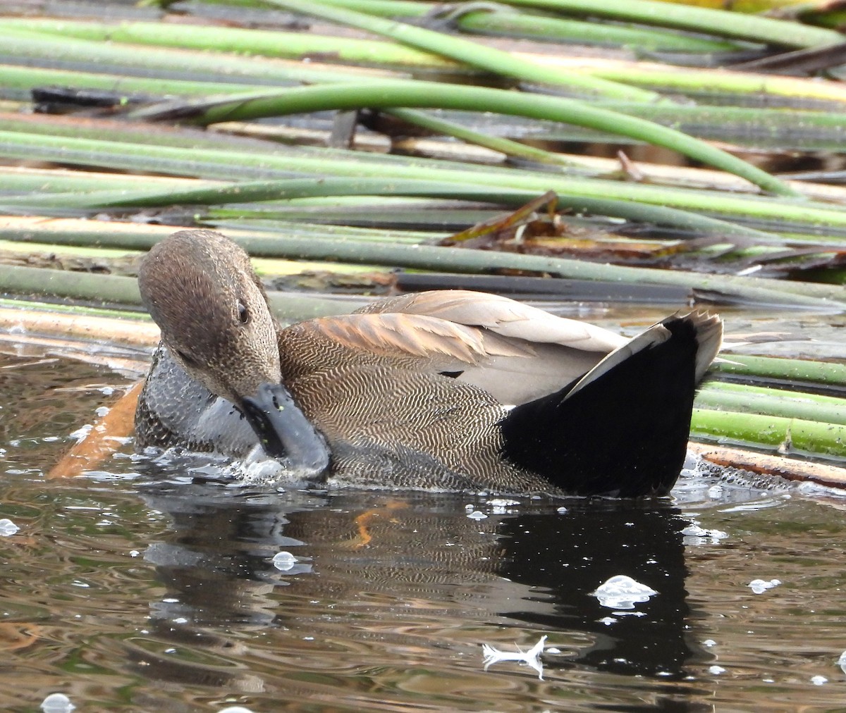 Gadwall - ML647025395