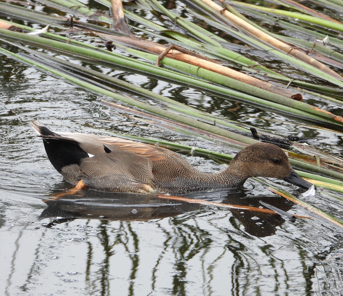 Gadwall - ML647025396