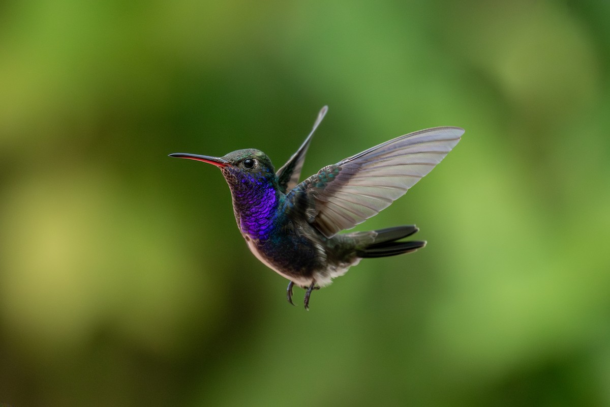 Sapphire-spangled Emerald - ML647025397