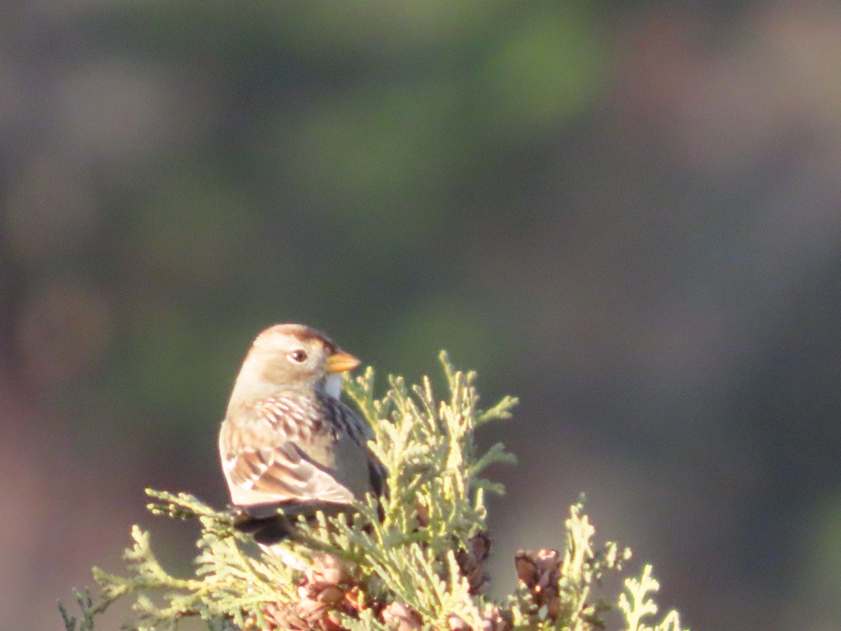 White-crowned Sparrow - ML647025399