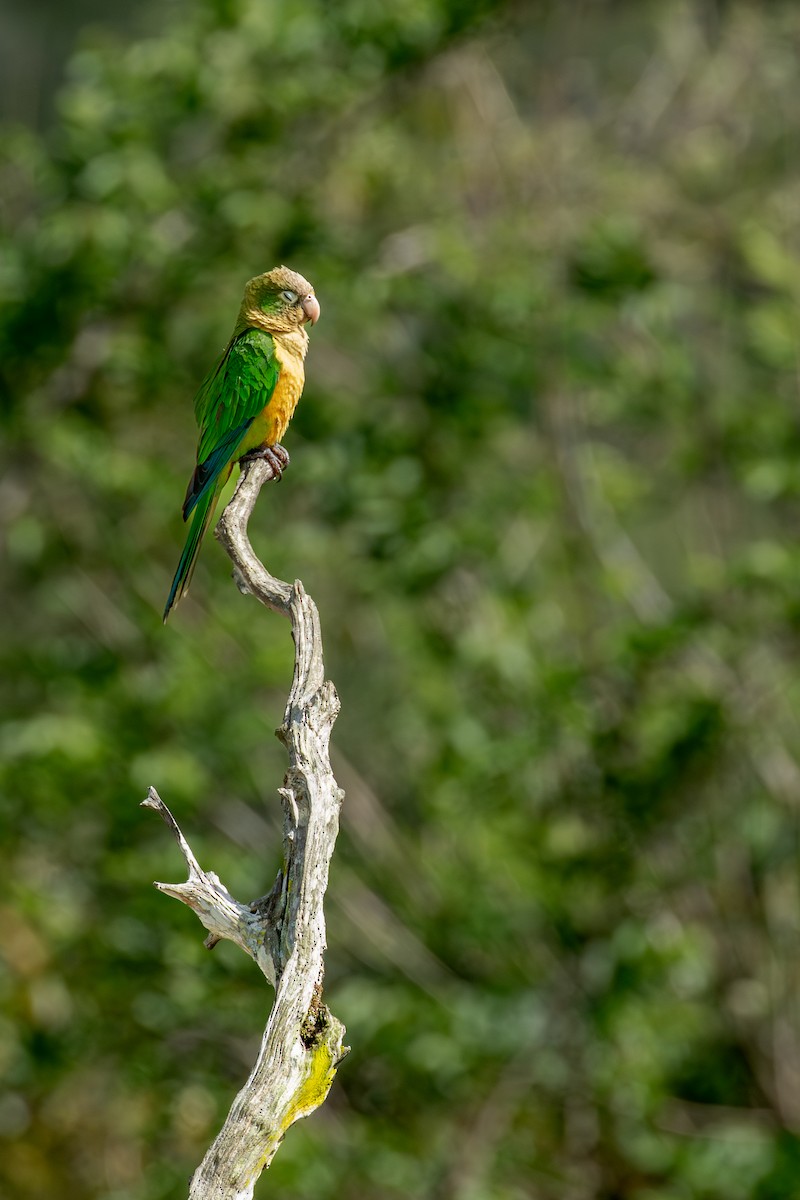 Cactus Parakeet - ML647025400