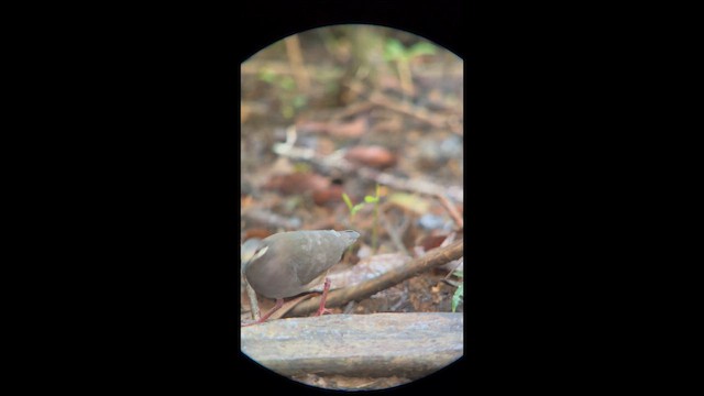 Paloma Perdiz de Veragua - ML647025413