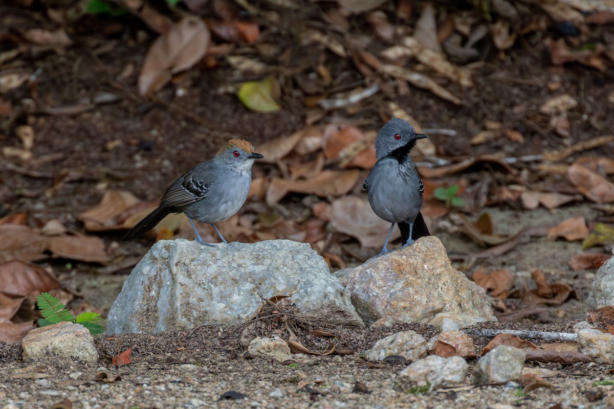 Slender Antbird - ML647025414