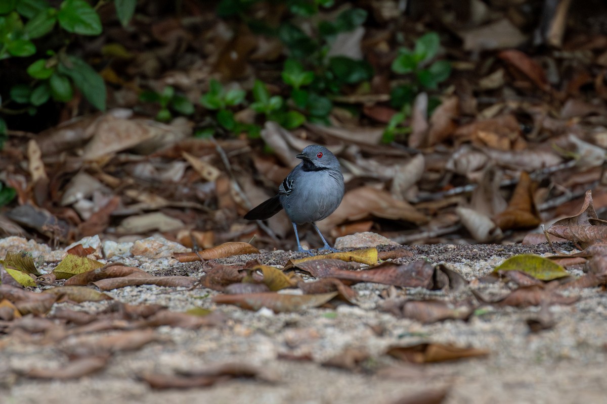 Slender Antbird - ML647025415