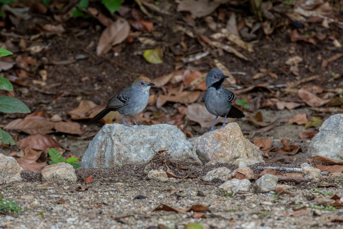 Slender Antbird - ML647025416