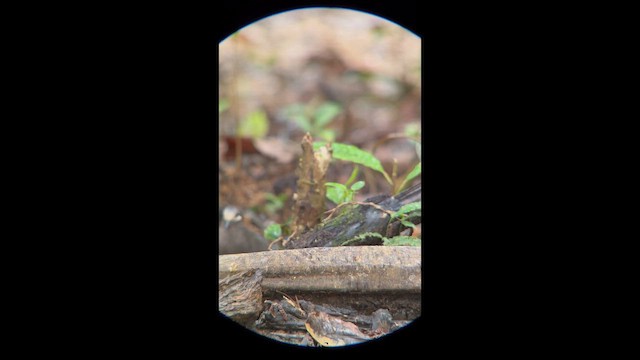 Paloma Perdiz de Veragua - ML647025417