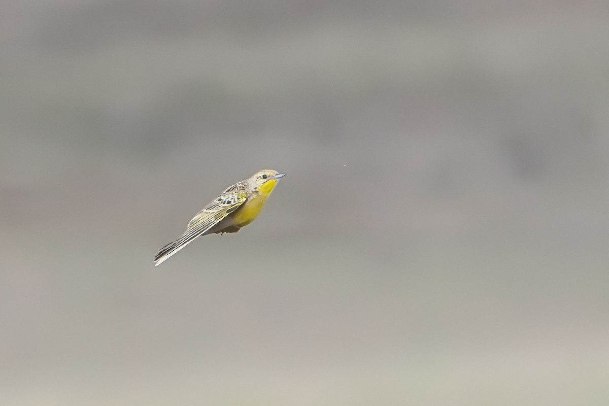 Yellow-breasted Pipit - ML647025419