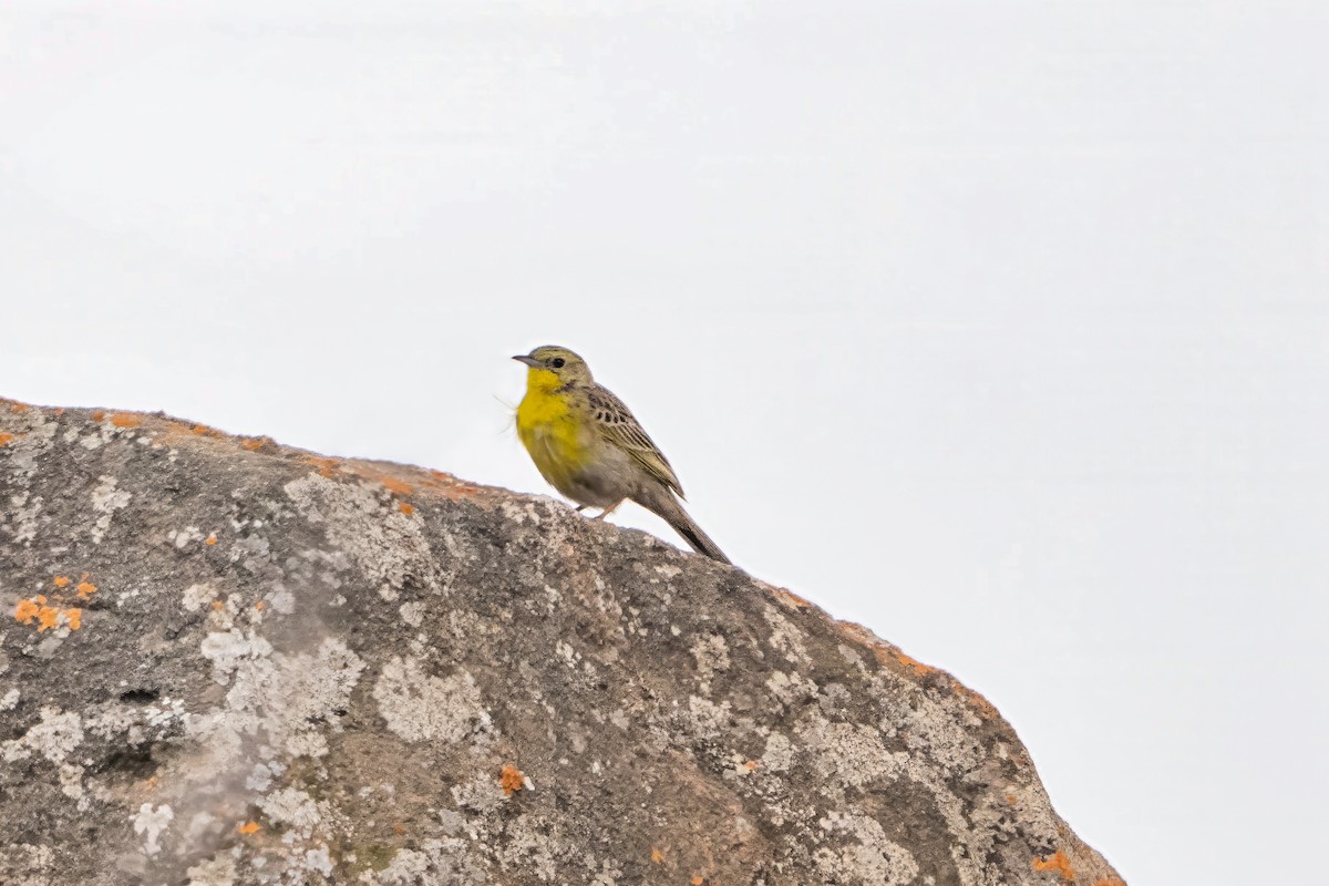 Yellow-breasted Pipit - ML647025420