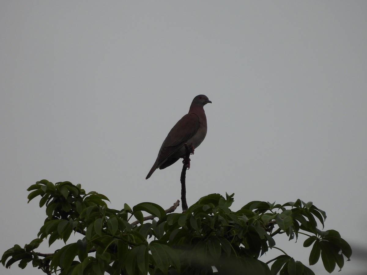 Paloma Colorada - ML647025421