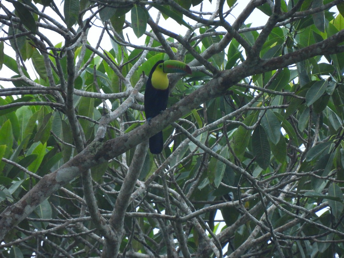Keel-billed Toucan - ML647025422