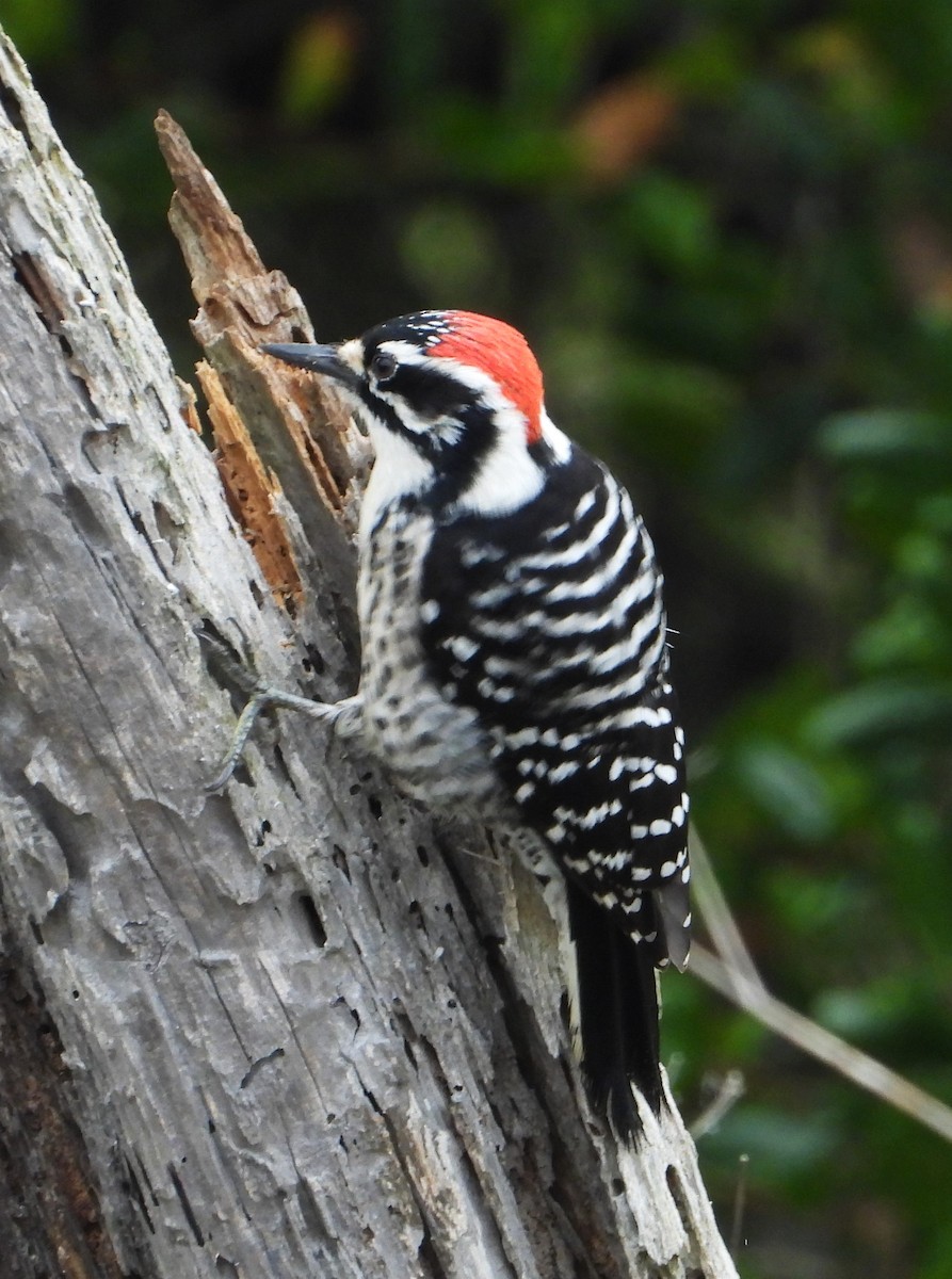 Nuttall's Woodpecker - ML647025423
