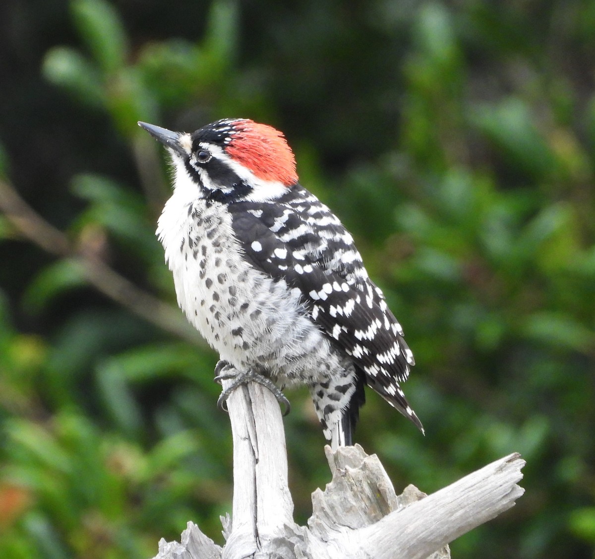 Nuttall's Woodpecker - ML647025424