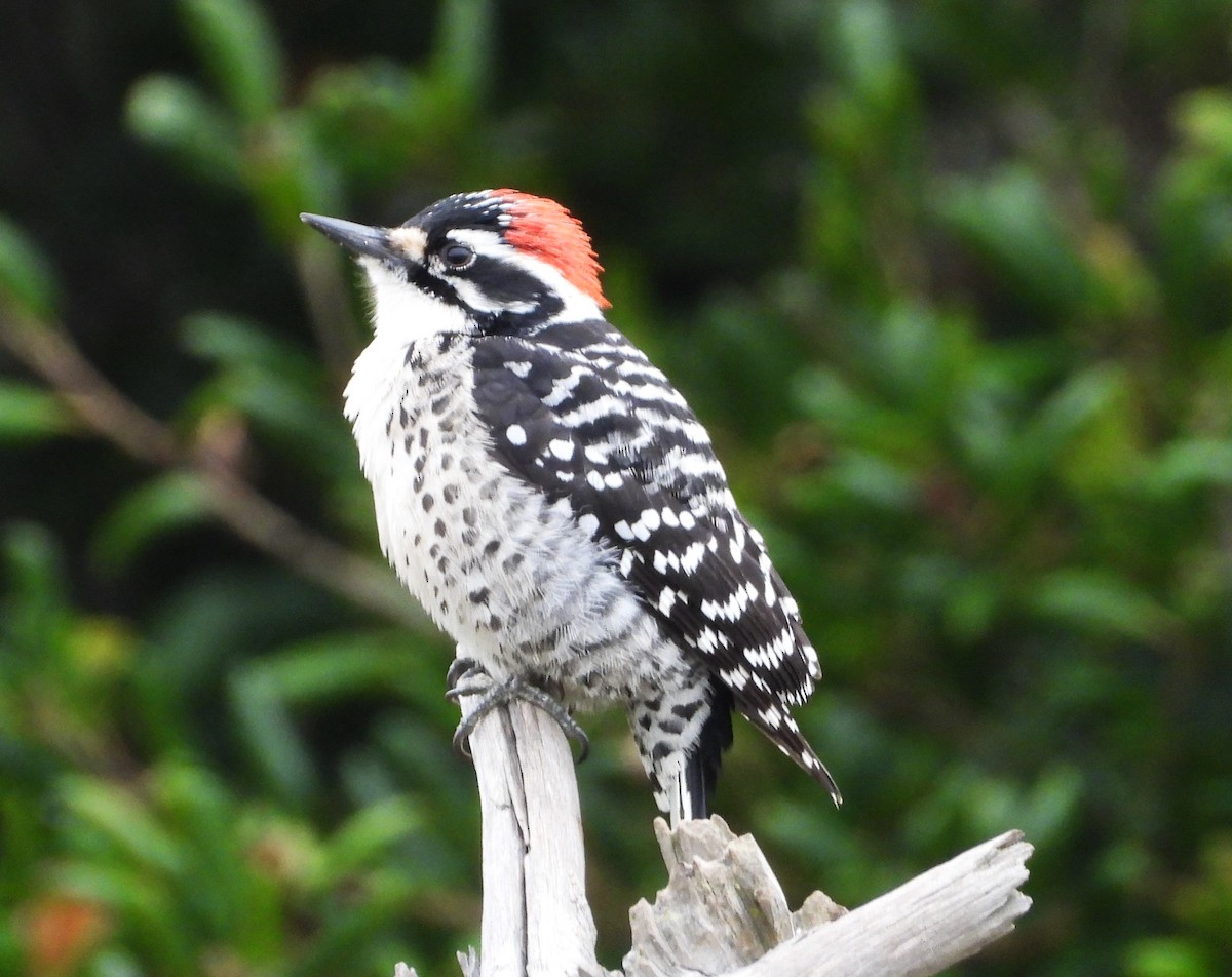 Nuttall's Woodpecker - ML647025425