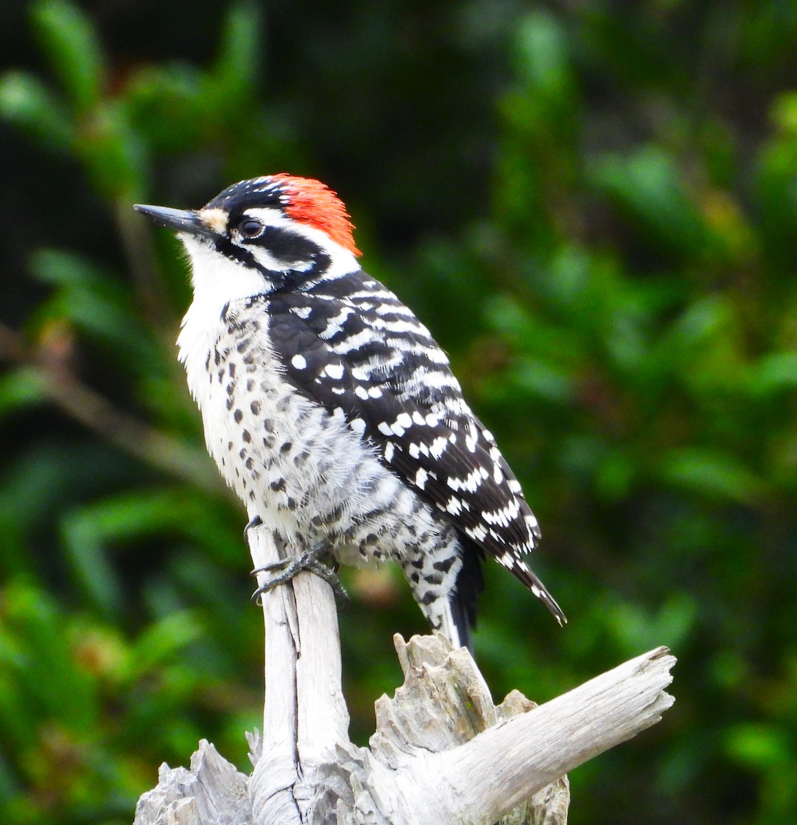 Nuttall's Woodpecker - ML647025426