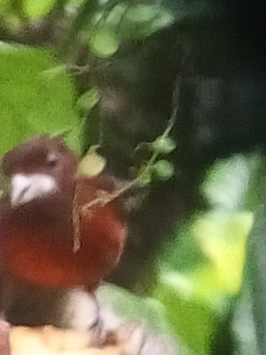 Silver-beaked Tanager - ML647025446