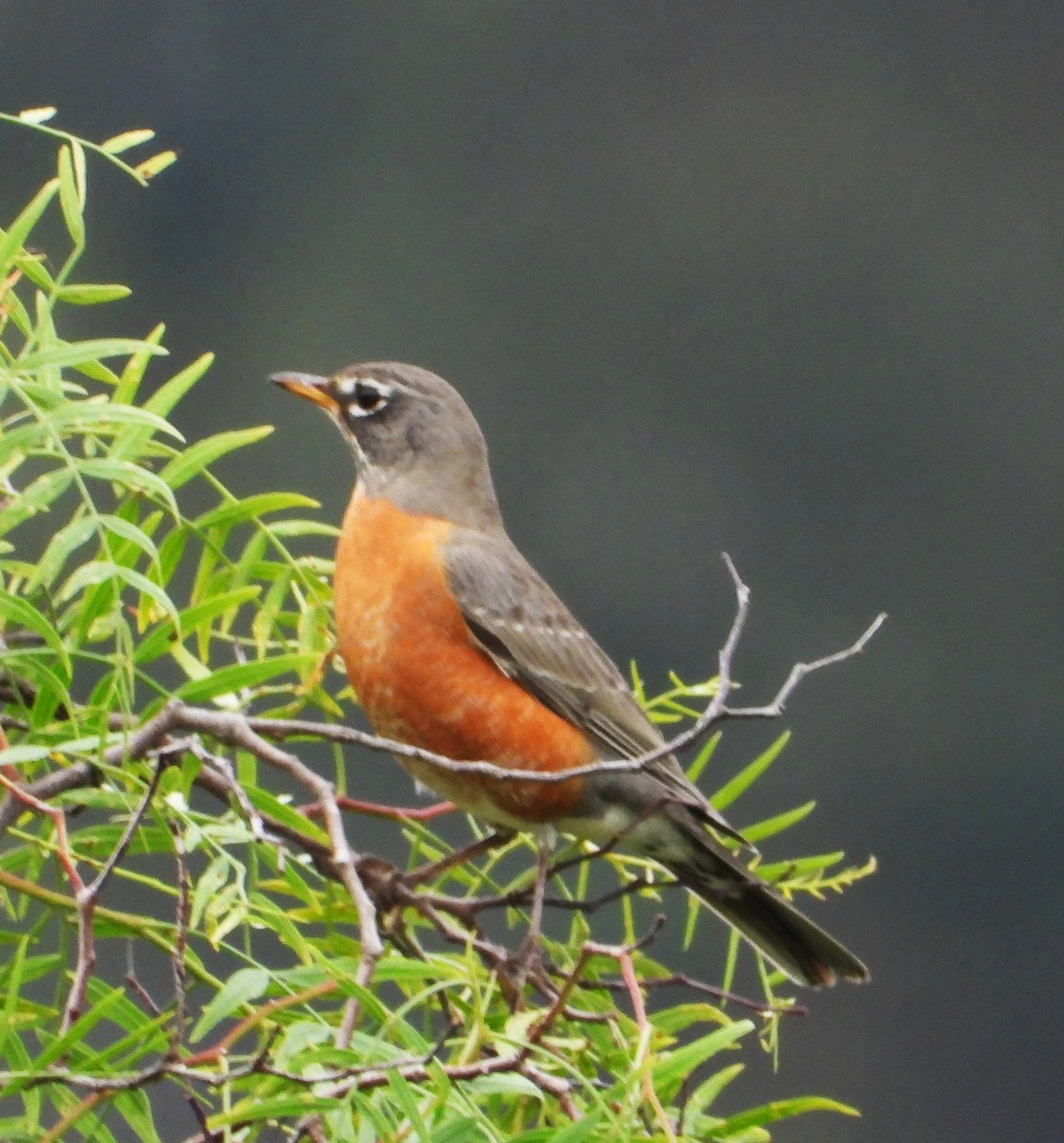 American Robin - ML647025448