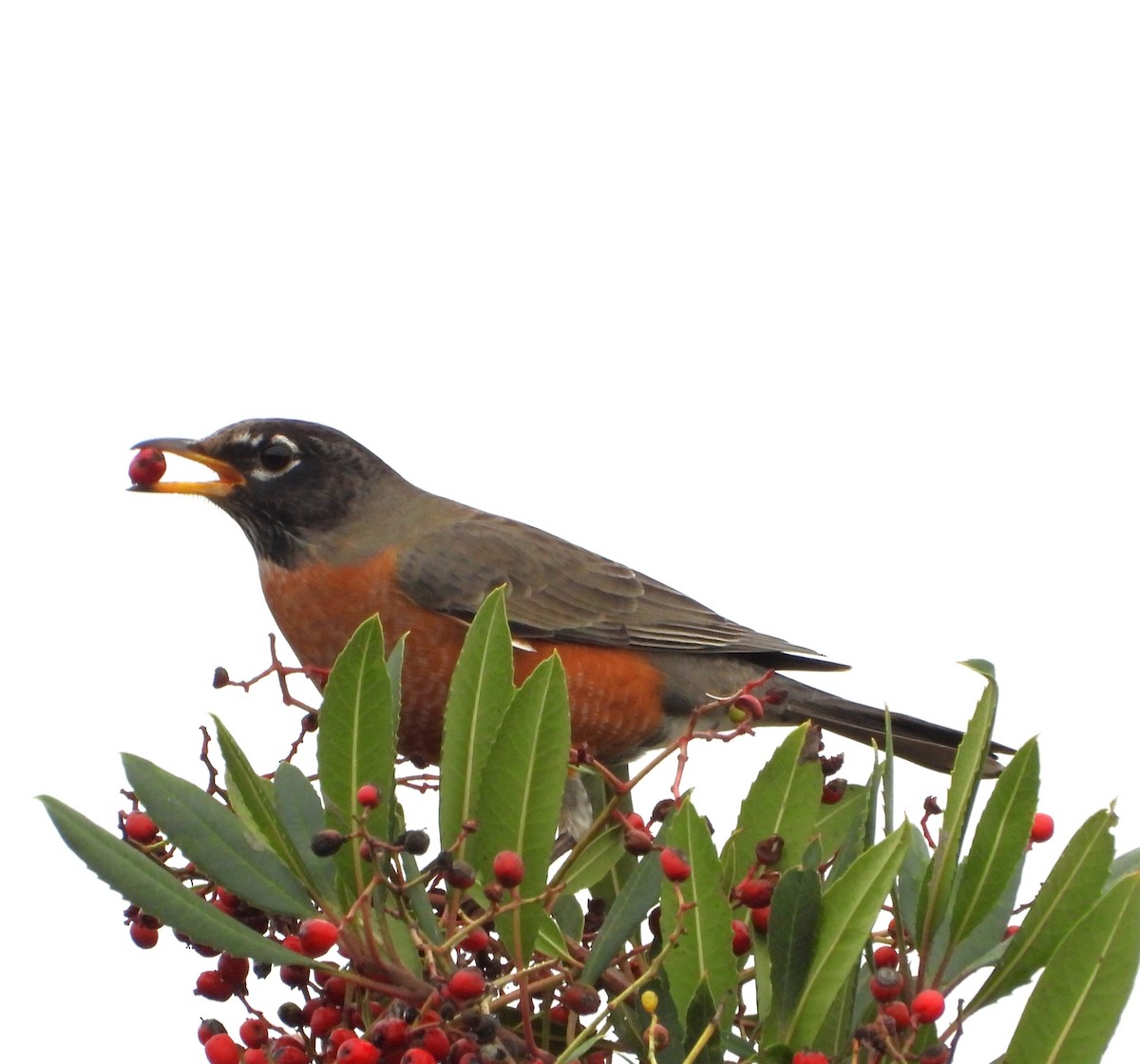American Robin - ML647025449