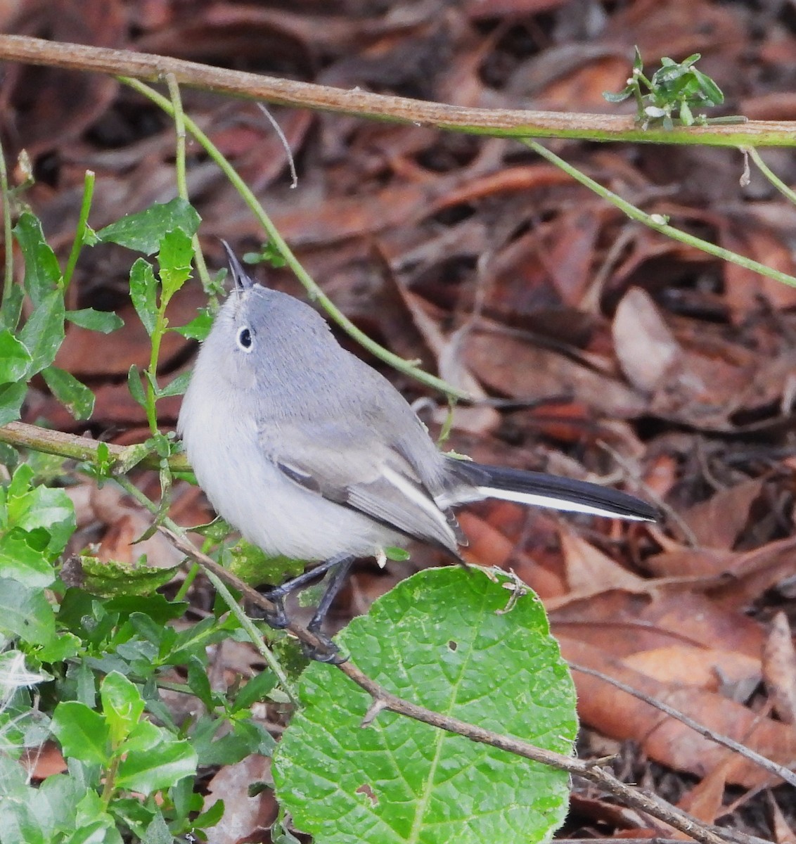 Blue-gray Gnatcatcher - ML647025459