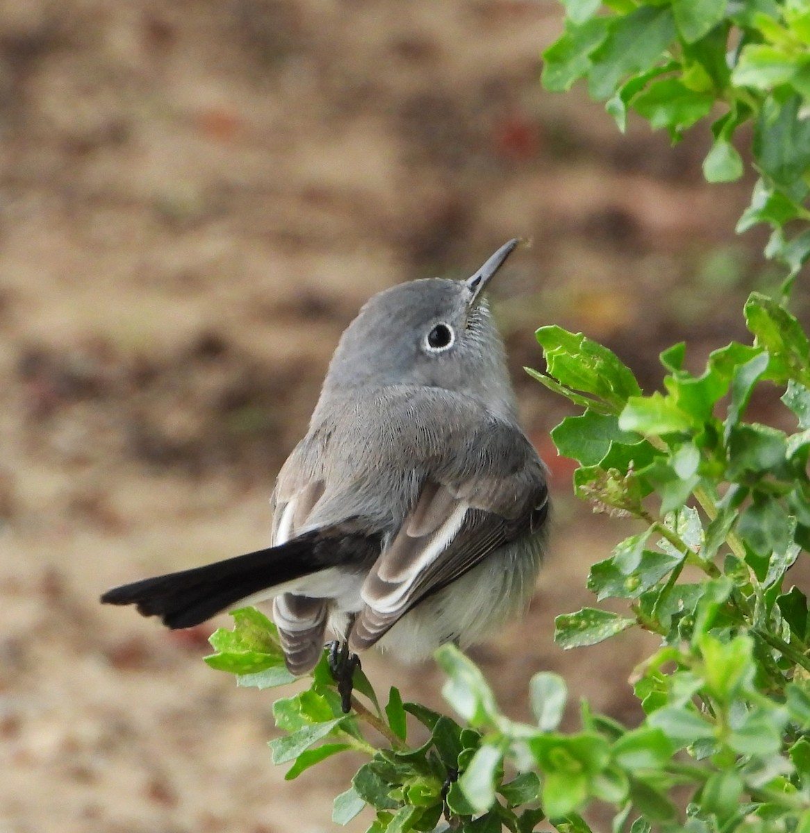 Blue-gray Gnatcatcher - ML647025460