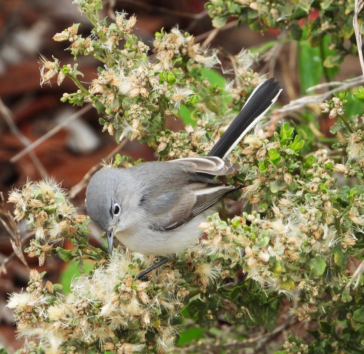 Blue-gray Gnatcatcher - ML647025461