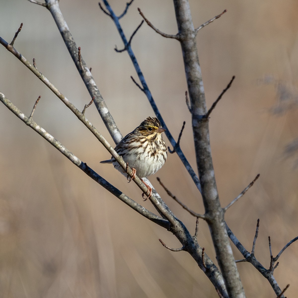 稀樹草鵐 - ML647025464