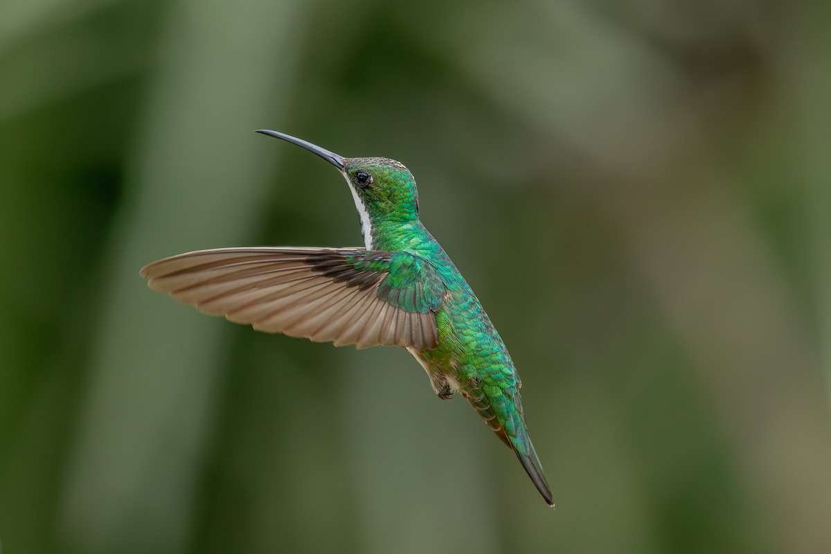 Black-throated Mango - ML647025465