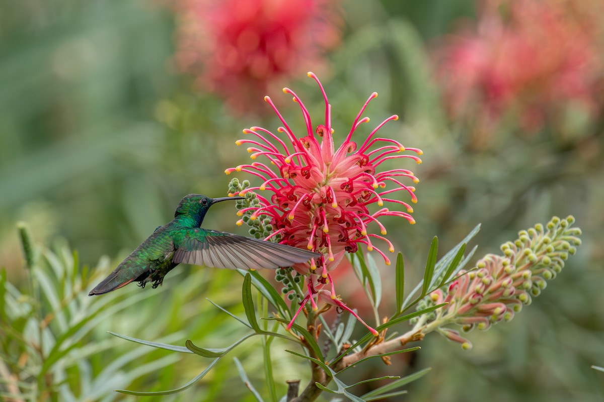 Black-throated Mango - ML647025466