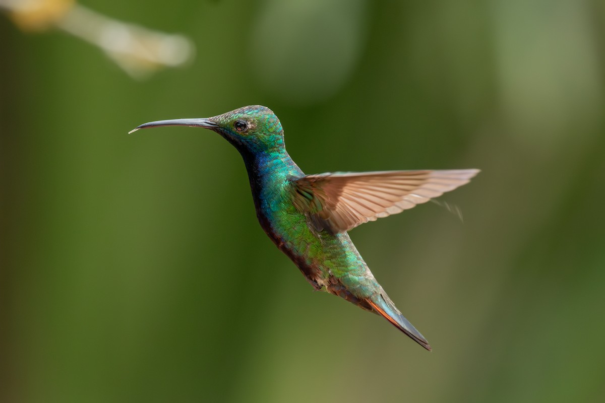 Black-throated Mango - ML647025467