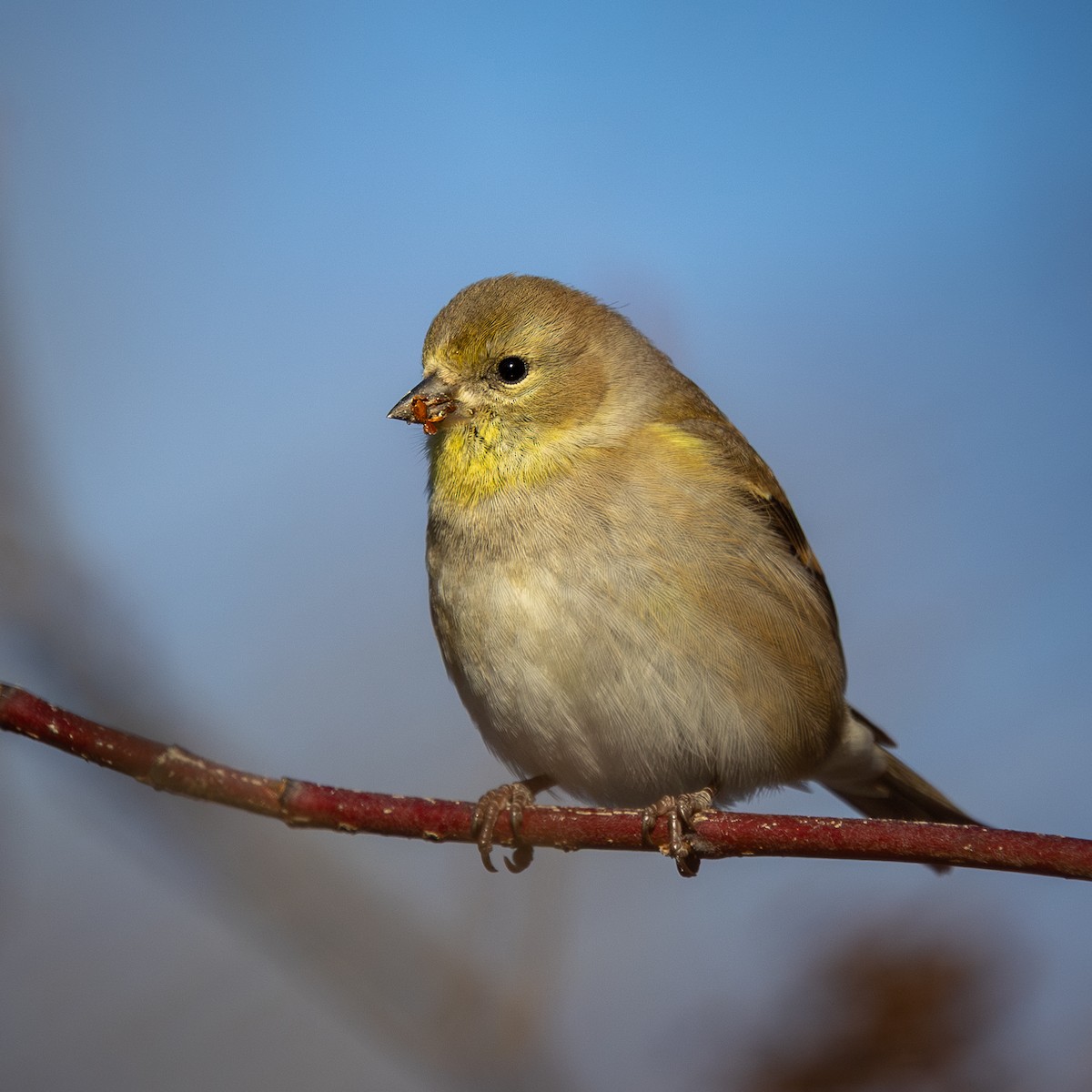 American Goldfinch - ML647025472