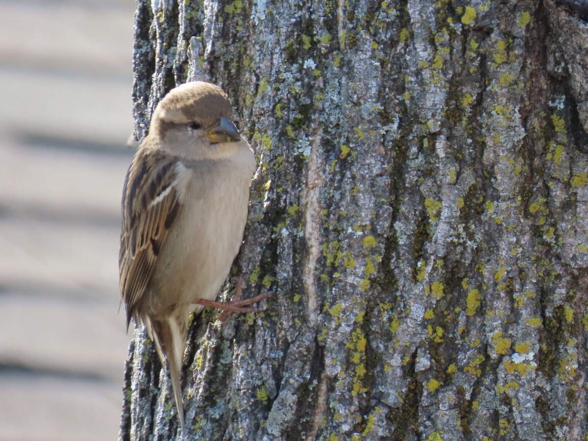 vrabec domácí - ML647025475