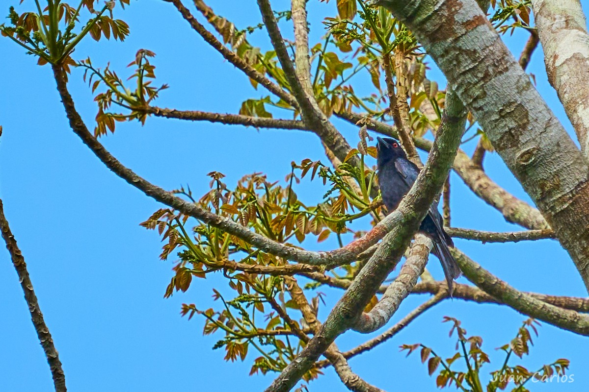 Velvet-mantled Drongo (Fanti) - ML647025481