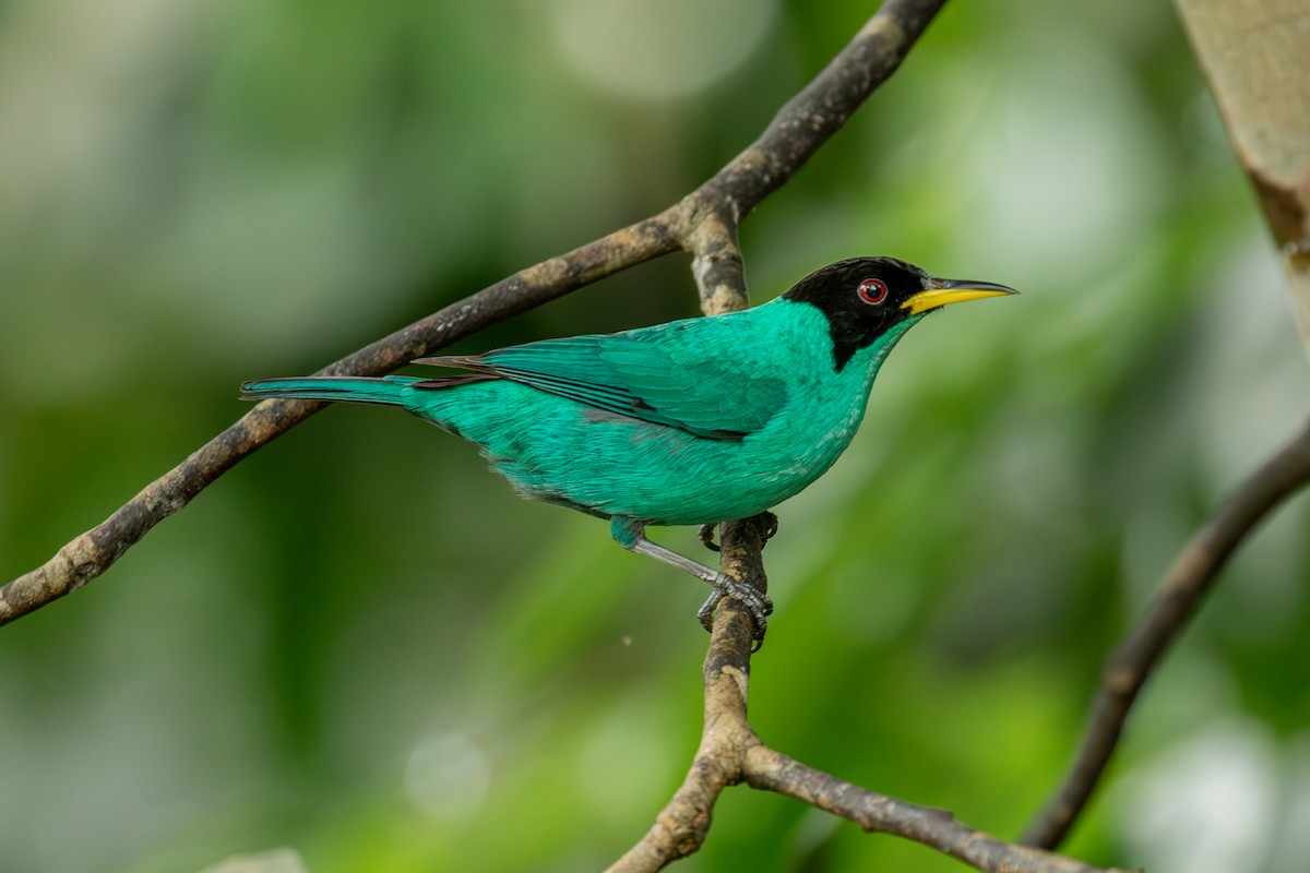 Green Honeycreeper - ML647025482