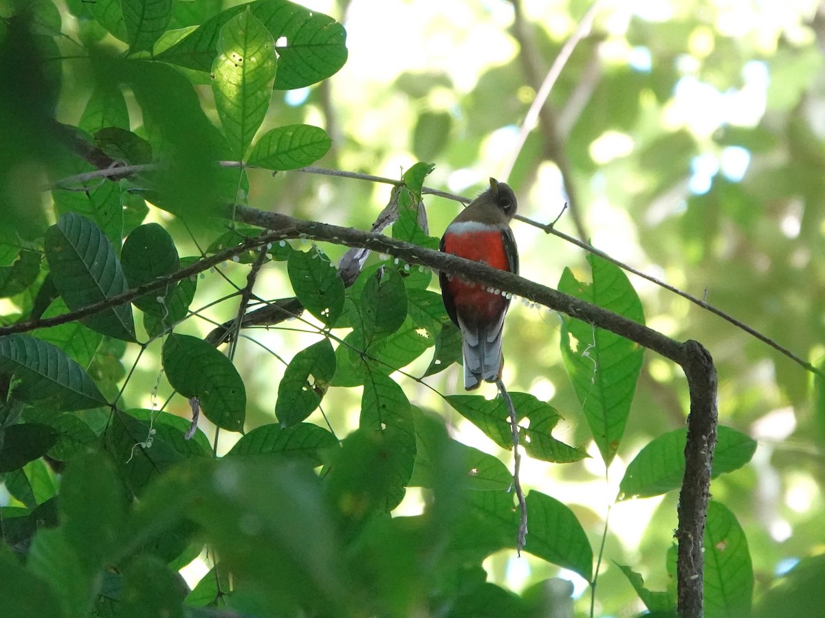 båndtrogon (collaris gr.) - ML647025483