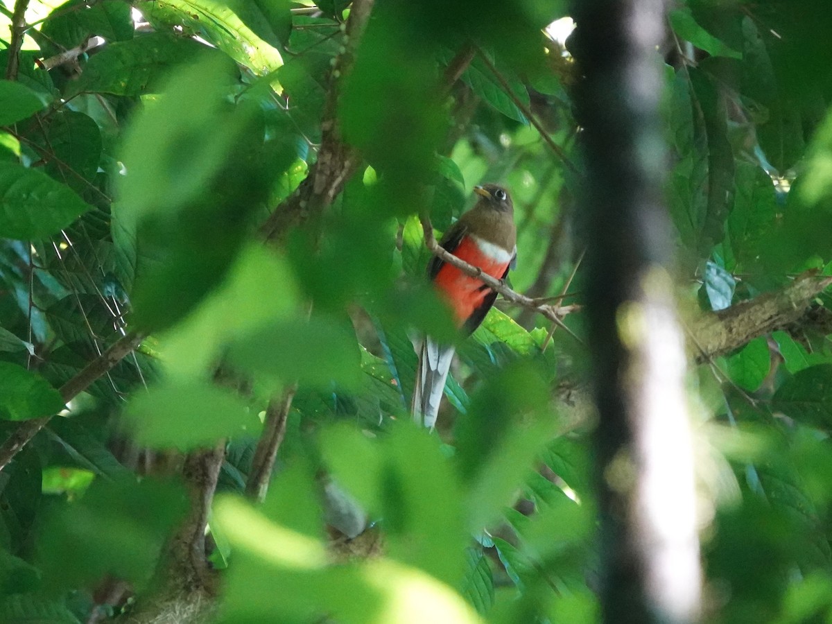 båndtrogon (collaris gr.) - ML647025484