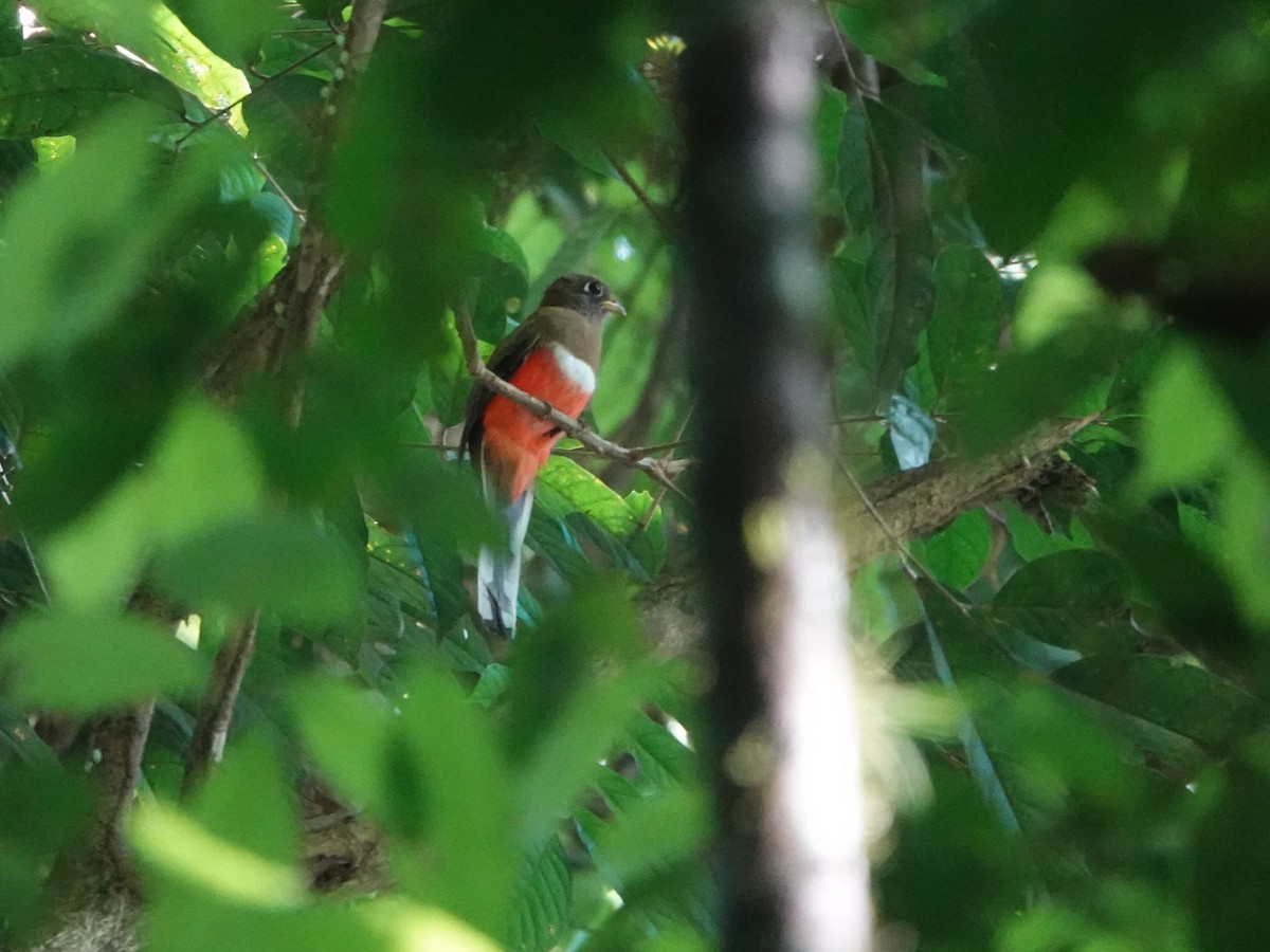 båndtrogon (collaris gr.) - ML647025485