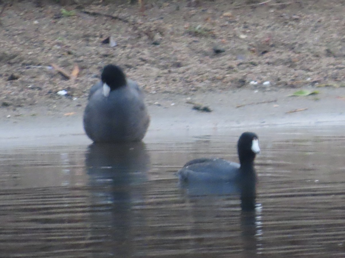 American Coot - ML647025487